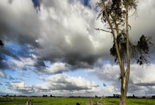 凤凰水仙：一杯香韵，一段传奇——解锁中国名茶的神秘之美